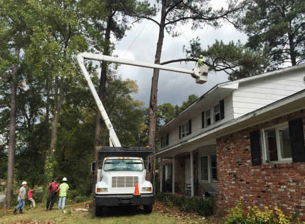  Rolla, MO Tree Care Pros