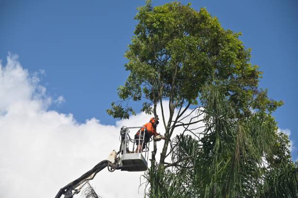 Best Tree Maintenance Programs  in Rolla, MO
